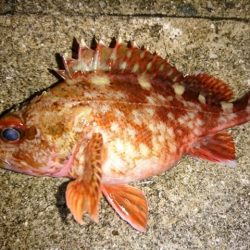 風が強い日は手堅くガシラ狙い